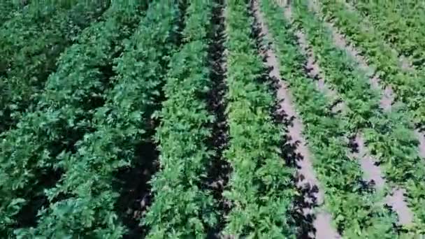 Vista Aérea Del Campo Patatas Filas Papas Campo Aéreo Dron — Vídeos de Stock