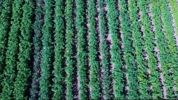 Widok Lotu Ptaka Pola Ziemniaków Rzędy Ziemniaków Polu Strzelać Aerial — Wideo stockowe