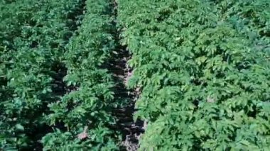 Patates Tarlası Havadan Görünümü. Bir Alan Hava Dron Shoot Patates Satırlar. Yeşil ve Organik Patates Sıraları Güneşli Yaz Günü Bir Çiftlikte Büyüyor. Çiçekli Patates Yeşil Alan.