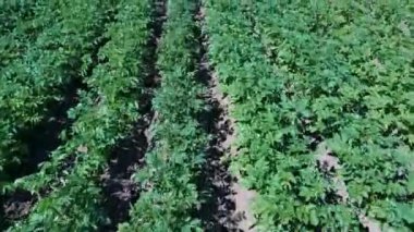 Patates Tarlası Havadan Görünümü. Bir Alan Hava Dron Shoot Patates Satırlar. Yeşil ve Organik Patates Sıraları Güneşli Yaz Günü Bir Çiftlikte Büyüyor. Çiçekli Patates Yeşil Alan.