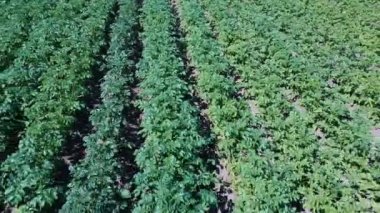 Patates Tarlası Havadan Görünümü. Bir Alan Hava Dron Shoot Patates Satırlar. Yeşil ve Organik Patates Sıraları Güneşli Yaz Günü Bir Çiftlikte Büyüyor. Çiçekli Patates Yeşil Alan.