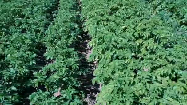 Aardappel Veld Luchtfoto Rijen Aardappelen Een Veld Luchtketel Schieten Rijen — Stockvideo