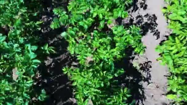 Aardappel Veld Luchtfoto Rijen Aardappelen Een Veld Luchtketel Schieten Rijen — Stockvideo