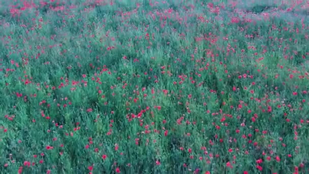 Volare Sul Campo Con Fiori Papavero Aerial Dron Shoot Campo — Video Stock