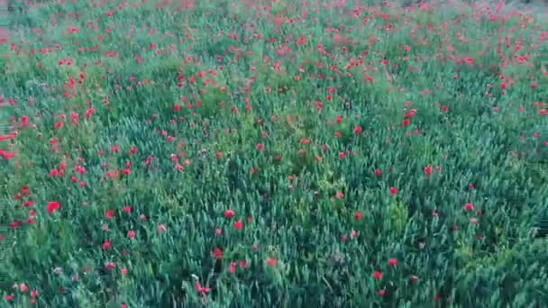Haşhaş Çiçekleri Ile Alan Üzerinde Uçan Hava Dron Shoot Kırmızı — Stok video