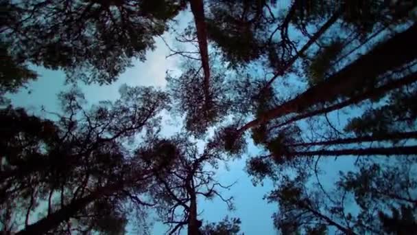 Соснові Дерева Дують Вітрі Синім Фоном Неба Обертаються Знизу Сосновий — стокове відео