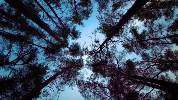 Pins soufflant dans le vent avec fond bleu ciel, vue du bas. Forêt de pins surplombant les cimes des arbres 