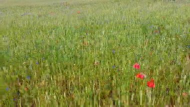 Çavdar Tarlası Çiçekli Kırmızı gelincikler ve Cornflower. Güzel Çiçekler ve Yaz Doğa Kompozisyonu. Hava Dron Atışı. Doğa Yaz Çayırı Manzarası