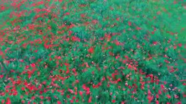 Çiçek açan kırmızı gelincikler. Güzel Çiçekler ve Yaz Doğa Kompozisyonu. Hava Dron Atışı. Kızıl Gelincik Tarlası Yeşil Yaz Çayırı.