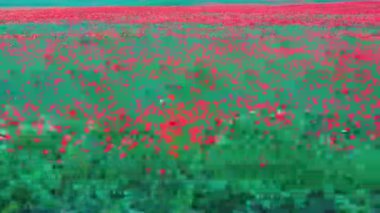 Çiçek açan kırmızı gelincikler. Güzel Çiçekler ve Yaz Doğa Kompozisyonu. Hava Dron Atışı. Kızıl Gelincik Tarlası Yeşil Yaz Çayırı.