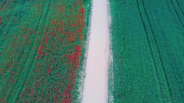 Çiçek açan kırmızı gelincikler. Güzel Çiçekler ve Yaz Doğa Kompozisyonu. Hava Dron Atışı. Kızıl Gelincik Tarlası Yeşil Yaz Çayırı.