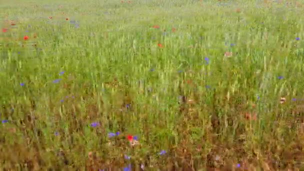 Rye Field Blossoming Red Poppies Cornflower Piękne Kwiaty Letnia Natura — Wideo stockowe