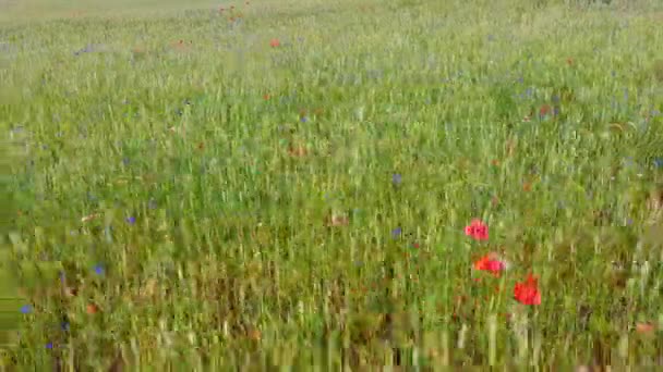 Rye Field Blossoming Red Poppies Cornflower Inglês Lindas Flores Verão — Vídeo de Stock