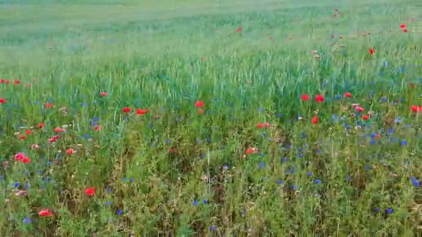 Rye Field Blossoming Red Poppies Cornflower Piękne Kwiaty Letnia Natura — Wideo stockowe