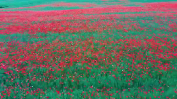 Pole Kwitnących Czerwonych Maków Piękne Kwiaty Letnia Natura Skład Aerial — Wideo stockowe