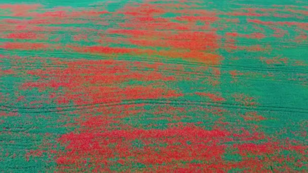 Campo Das Papoilas Vermelhas Florescentes Lindas Flores Verão Composição Natureza — Vídeo de Stock