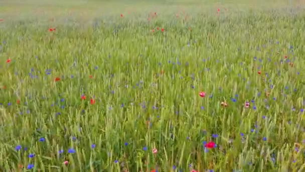 赤いポピーとコーンフラワーのライフィールド 美しい花と夏の自然組成物 空中ドローン撮影 自然の夏の牧草地景観 — ストック動画