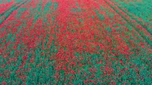 Поле Цветущих Красных Маков Потоки Летняя Природа Воздушный Дрон Стреляет — стоковое видео