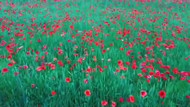 Champ Des Coquelicots Rouges Fleurs Belles Fleurs Composition Estivale Nature — Video