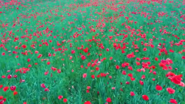 Field Blossoming Red Poppies Beautiful Flowers Summer Nature Composition Aerial — Stock Video