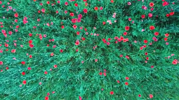 Campo Das Papoilas Vermelhas Florescentes Lindas Flores Verão Composição Natureza — Vídeo de Stock