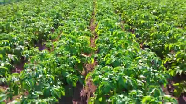 Поле Зеленых Картофельных Бушей Вид Сверху Картофельное Поле Белый Цветущий — стоковое видео