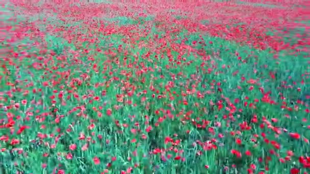 Campo Dei Papaveri Rossi Fiore Bellissimi Fiori Composizione Della Natura — Video Stock