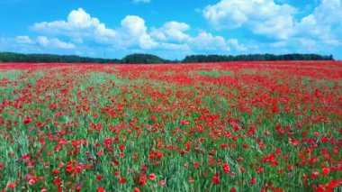 Çiçek açan kırmızı gelincikler. Güzel Çiçekler ve Yaz Doğa Kompozisyonu. Hava Dron Atışı. Kızıl Gelincik Tarlası Yeşil Yaz Çayırı.