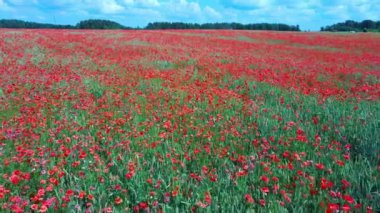 Çiçek açan kırmızı gelincikler. Güzel Çiçekler ve Yaz Doğa Kompozisyonu. Hava Dron Atışı. Kızıl Gelincik Tarlası Yeşil Yaz Çayırı.