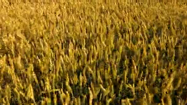 Buğday Tarlası Altın Buğday Kulakları Yakın Plan Olgunlaşan Çayır Buğday — Stok video
