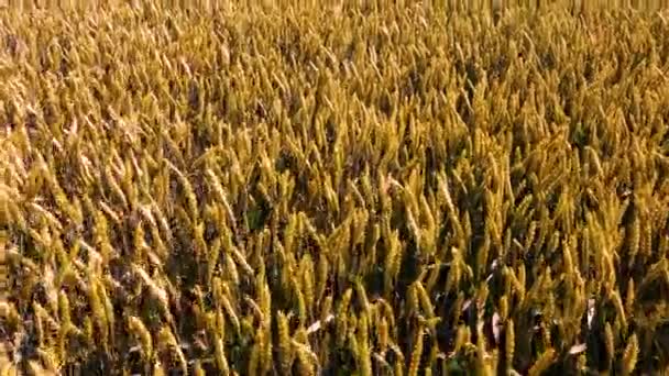 Campo Grano Orecchie Grano Dorato Close Sfondo Orecchie Mature Prato — Video Stock