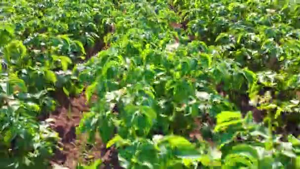 Поле Зеленых Картофельных Бушей Вид Сверху Картофельное Поле Белый Цветущий — стоковое видео