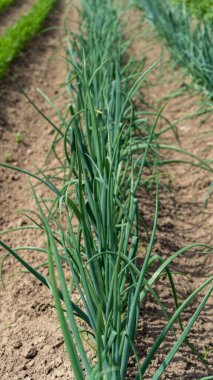 Kara Toprak 'ta Soğan Bitkisi Yetiştirme, Organik Çiftlik Konsepti, Tarlalarda Yetiştirilen Organik Çiftlik. Tarım ve Ekolojik Meyve Çiftliği Konsepti  