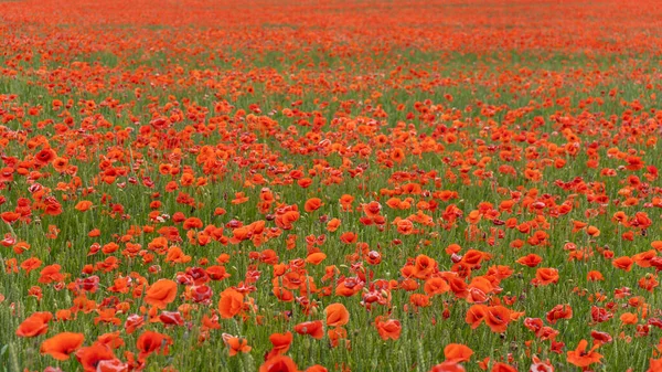 Campo Las Amapolas Rojas Florecientes Hermosas Flores Prado Verano Naturaleza — Foto de Stock