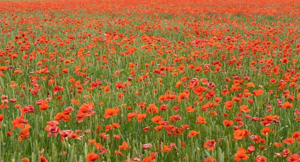 Campo Las Amapolas Rojas Florecientes Hermosas Flores Prado Verano Naturaleza — Foto de Stock