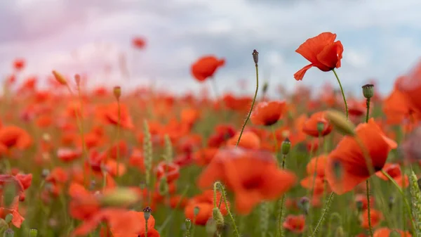 Campo Las Amapolas Rojas Florecientes Hermosas Flores Prado Verano Naturaleza — Foto de Stock