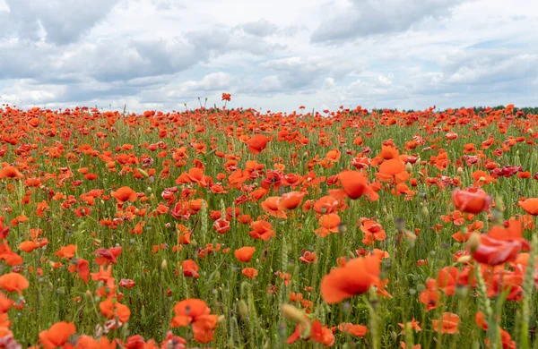 Campo Las Amapolas Rojas Florecientes Hermosas Flores Prado Verano Naturaleza — Foto de Stock