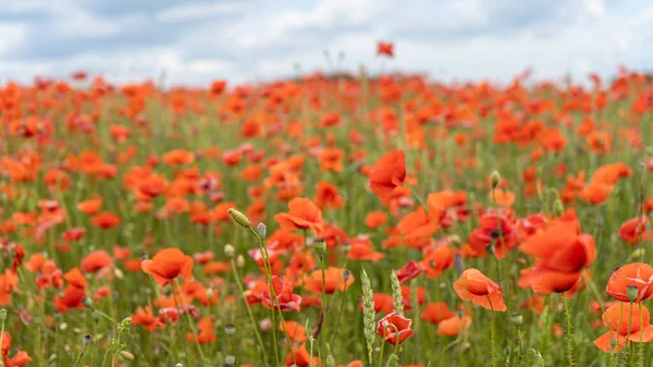 Campo Las Amapolas Rojas Florecientes Hermosas Flores Prado Verano Naturaleza — Foto de Stock