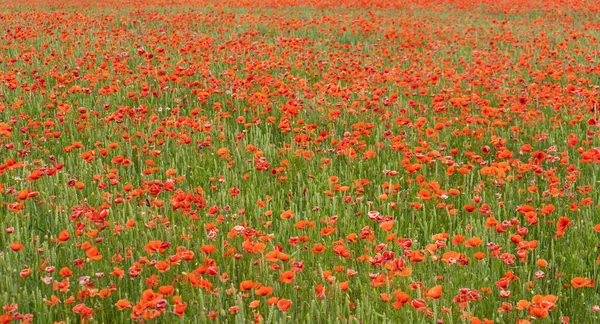 Campo Las Amapolas Rojas Florecientes Hermosas Flores Prado Verano Naturaleza — Foto de Stock