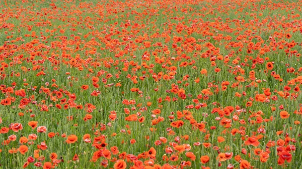 Campo Das Papoilas Vermelhas Florescentes Lindas Flores Prado Verão Natureza — Fotografia de Stock