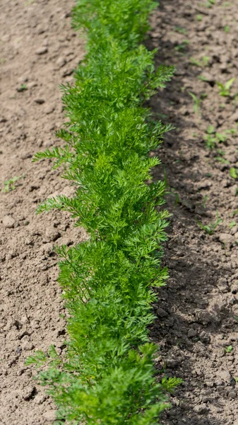 Piante Carota Verde Crescita All Orto Nella Fattoria Biologica Home — Foto Stock