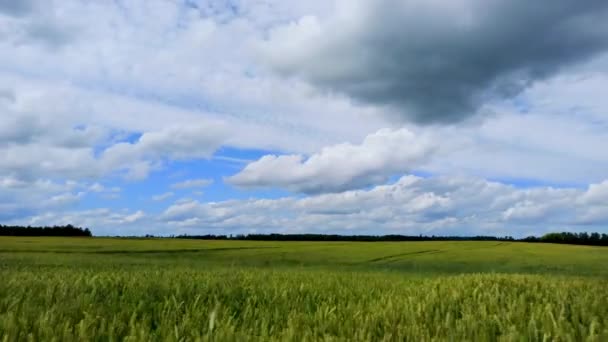 Солнечное Пшеничное Поле Чистое Голубое Небо Движущиеся Белые Облака Танцующее — стоковое видео