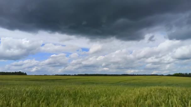 明るい麦畑 澄んだ青い空 白い雲がタイムラプス映像を移動します ダイナミックな空のビデオで風の中で小麦フィールドダンスタイムラプス4KのUhd 自然の美しさ — ストック動画