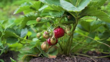 Yeşil Yapraklar 'da Kırmızı Bahçe Çilekleri. Çilek tarlasında hasat, hasat. Organik Tarım Endüstrisi.