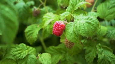 Yeşil Yapraklı Kırmızı Olgun Bahçe Ahududu. Yaz bahçesindeki bir çalılıkta olgun kırmızı ahududular. Organik Tarım Endüstrisi.