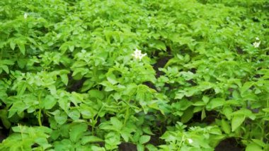 Yeşil Patates Çalıları Tarlası. Patates tarlasının en iyi manzarası. Çiftlik Tarlasında Beyaz Patates Çiçeği. Organik Sebze Konsepti.