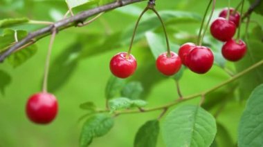  Bahçedeki bir ağacın üzerinde olgun kiraz dalına yakın dur. Organik Tarım Endüstrisi. Kızıl Vahşi Orman Ormanları Yazın Çalılıklarda Büyür ve Rüzgarda Salınır