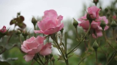 Bahçe Pembe Gülü. Dallarda Yeşil Yapraklar, Güneşli Gün 'de Parlak Gül Çalıları. Rose Bush Rüzgarda Sallanıyor. Doğal Çiçek Geçmişi. Botanik Gelişim Konsepti.