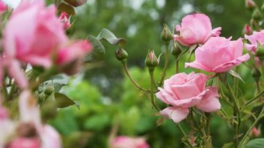 Bahçe Pembe Gülü. Dallarda Yeşil Yapraklar, Güneşli Gün 'de Parlak Gül Çalıları. Rose Bush Rüzgarda Sallanıyor. Doğal Çiçek Geçmişi. Botanik Gelişim Konsepti.