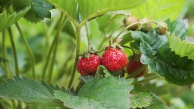 Yeşil Yapraklar 'da Kırmızı Bahçe Çilekleri. Çilek tarlasında hasat, hasat. Organik Tarım Endüstrisi.